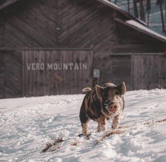 Mars Hill Otro | Timeless Luxe Dome - Mountain Views, Hot Tub, & Extra Amenities