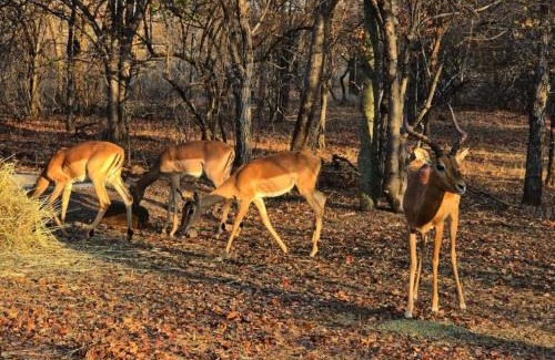 Phalaborwa Cabina | Tintshaba Safaris