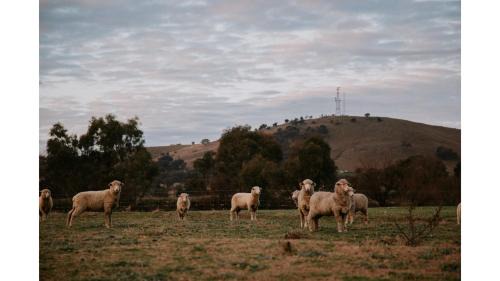Boorowa Casa | Tiny Boorowa by Tiny Away