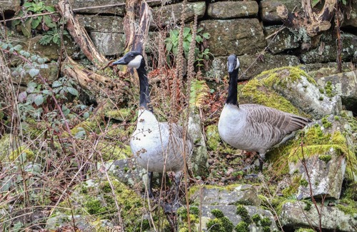 Beeley Cabaña | TISSINGTON, family friendly, with a garden in Two Dales