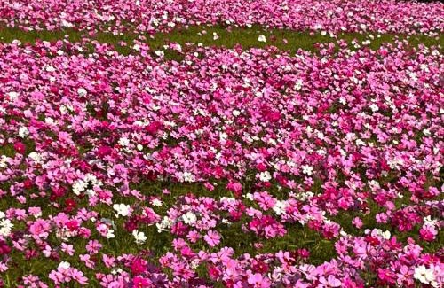 Gongguan Casa | Tong Xin Farmstay