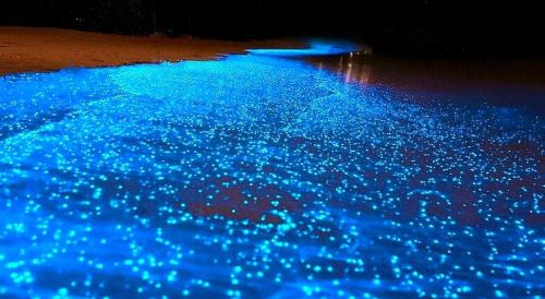 Cerro Plano Otro | Tour de Bioluminisciencia con Camping