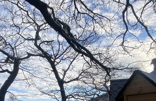 Llanelltyd Cabina | Tree House Cabin with Hot tub & Sauna - In Snowdonia