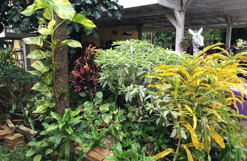 Ban Wang Hom Cabina | Tree in town ทรีอินทาวน์