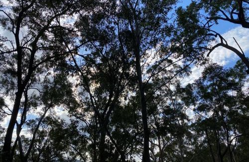 Tallebudgera Otro | Trees Rd Glamping