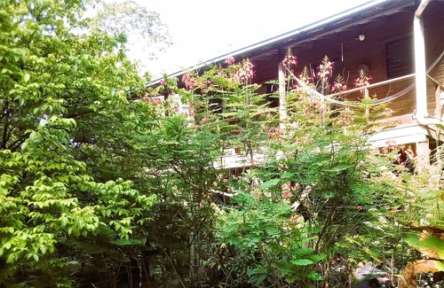San Ignacio Casa | Tree Top Home In A Jungle Like Oasis in San Ignacio, Start Your Adventure Here
