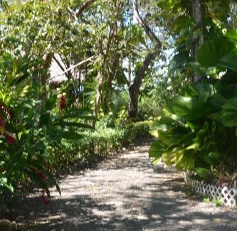 San Juanillo Cama Y Desayuno | TreeTops Inn