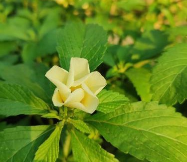 Chachagua Chalet De Esquí | Tropical Forest Adventure Near Arenal Volcano