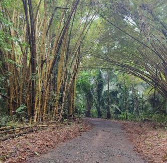 Chachagua Chalet De Esquí | Tropical Forest Adventure Near Arenal Volcano