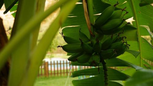 Orgiva Apartamento | Tropical Studio