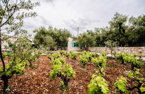 Agia Marina Casa | Tsantri Olive Grove residence