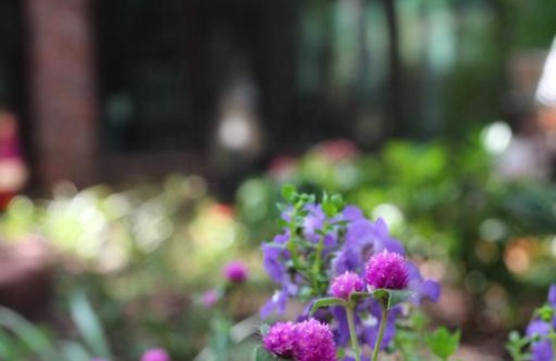 Summerville Cama Y Desayuno | Tudor Oaks Inn