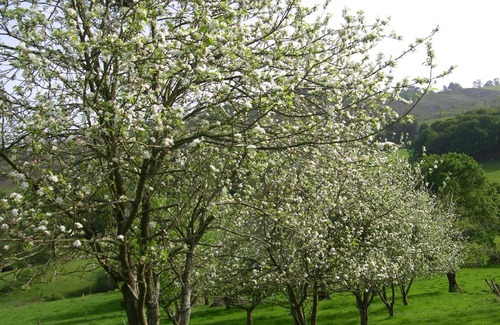 Vallobal Casa | Turismo Rural el Sidron
