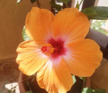 Al Ahyaa Apartamento | Turtle beach apartment