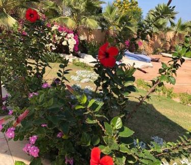 Al Ahyaa Apartamento | Turtle beach apartment