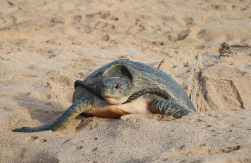 Al Hadd Casa | Turtle Guest House