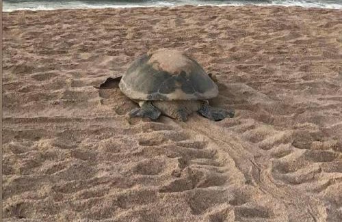 Al Hadd Casa | Turtle Guest House