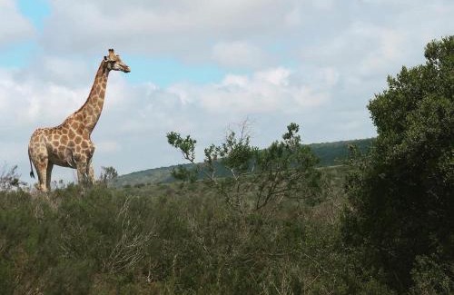 Alexandria Cabina | Umbono Private Game Lodge