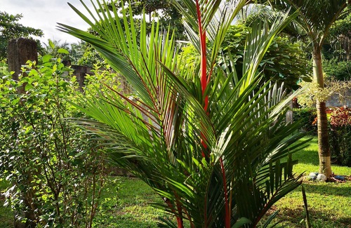 Parrita Apartamento | Apartotel único rodeado de naturaleza a solo 3 millas del océano.