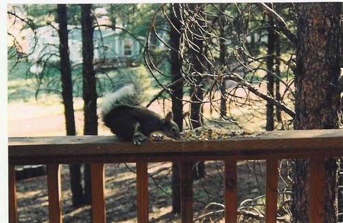 Parks Cabina | Unique Cabin in the Pines - Flagstaff/Grand Canyon Area