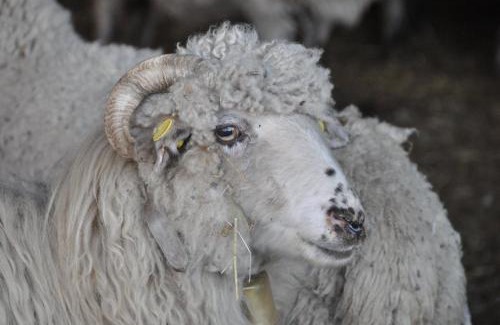 Damme Casa | Vakantiehuis 't Verloren Schaap Damme