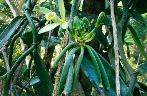 Sarapiqui Cabina | Vanilla Jungle Lodge - Rainforest Waterfall Garden