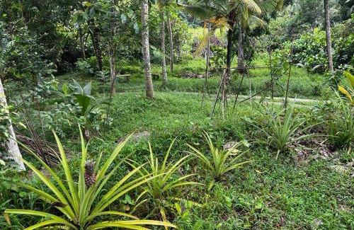 Kirantidiya Casa | Vegan Nature Resort