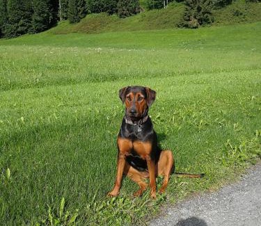 Sankt Johann in Tirol Apartamento | Velbenhof