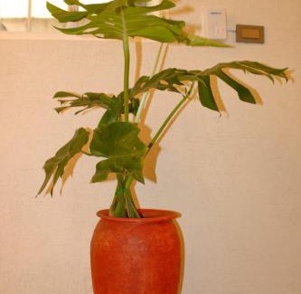 Palenque Apartamento | Verde Ámbar Departamento