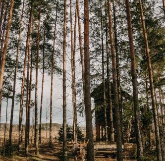 Pedvale Casa | Viking house in the tree! Jacuzzi, Sauna,apkure!