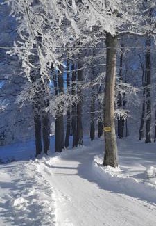 Zabljak Villa | Vila Sun forest