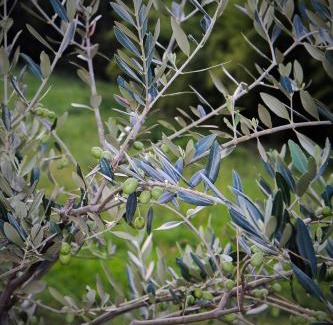 Colà Di Lazise Casa | Villa Benciolini