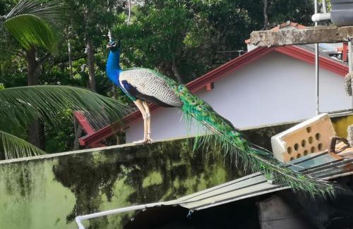 Thiranagama Casa | Villa Kivi