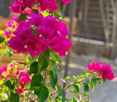 Edipsos Villa | Villa Oleander Agios Nikolaos Loutra Edipsou