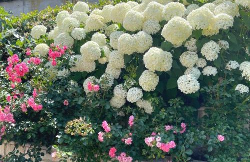 Vesio Apartamento | Villa Ortensia Garden