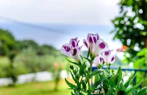 Lygia Casa | Villa Panorama