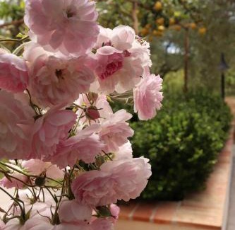 Palinuro Cama Y Desayuno | Villa Rosada