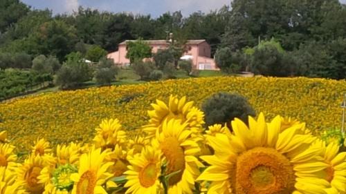 Morro d'Alba Casa | Villa Sant'Elena