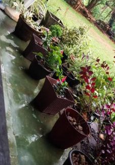 Elpitiya Casa | Village Breeze Homestay