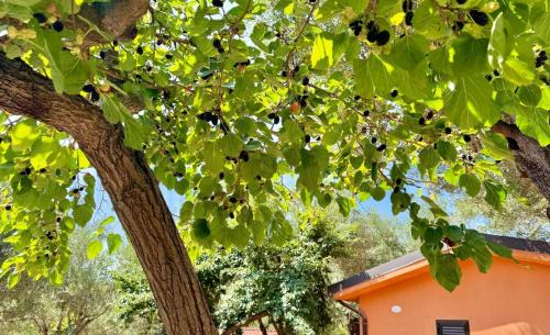 Marina Di Camerota Cama Y Desayuno | Villaggio Alberghiero Da Pepé