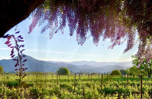 Morgan Hill Apartamento | Vineyard suite located in the orchard with private entrance