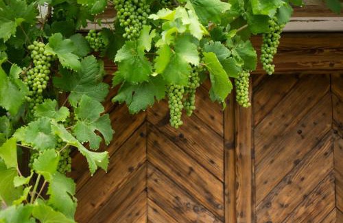 Hegymagas Casa | Vinonima Vendégház