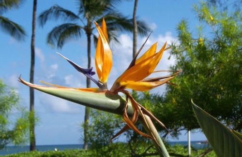 Poipu Casa | Waikomo Stream Villas 332