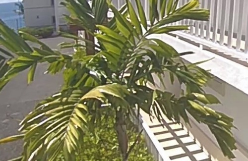 Samana Apartamento | Wake Up At Paradise
