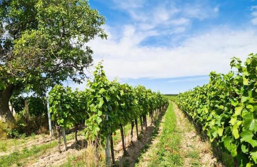 Morbisch am See Apartamento | Wein Suite
