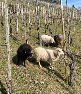 Saarburg Casa | Weingut Dr Wagner
