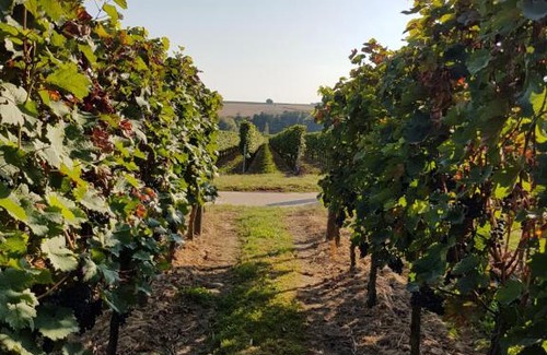 Kapellen-Drusweiler Casa | Weingut & Gästehaus Nagel