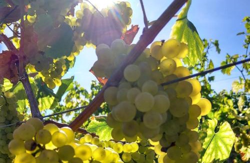 Mainz-Bingen Apartamento | Weingut Michael Grünewald Söhne