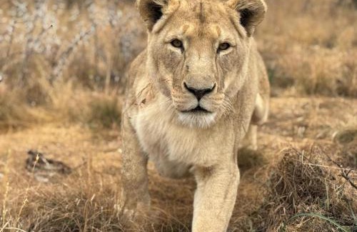 Theunissen Cabina | Weltevreden Game Lodge