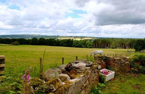 Crawcrook Otro | West Wood Yurts Ltd